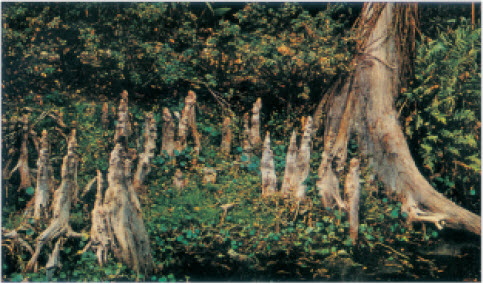 बाल्ड सायप्रस वृक्ष. दलदली या वृक्षाची काही मुळे खालून वर हवेकडे वाढतात व खालील भागाला हवेचा पुरवठा करतात